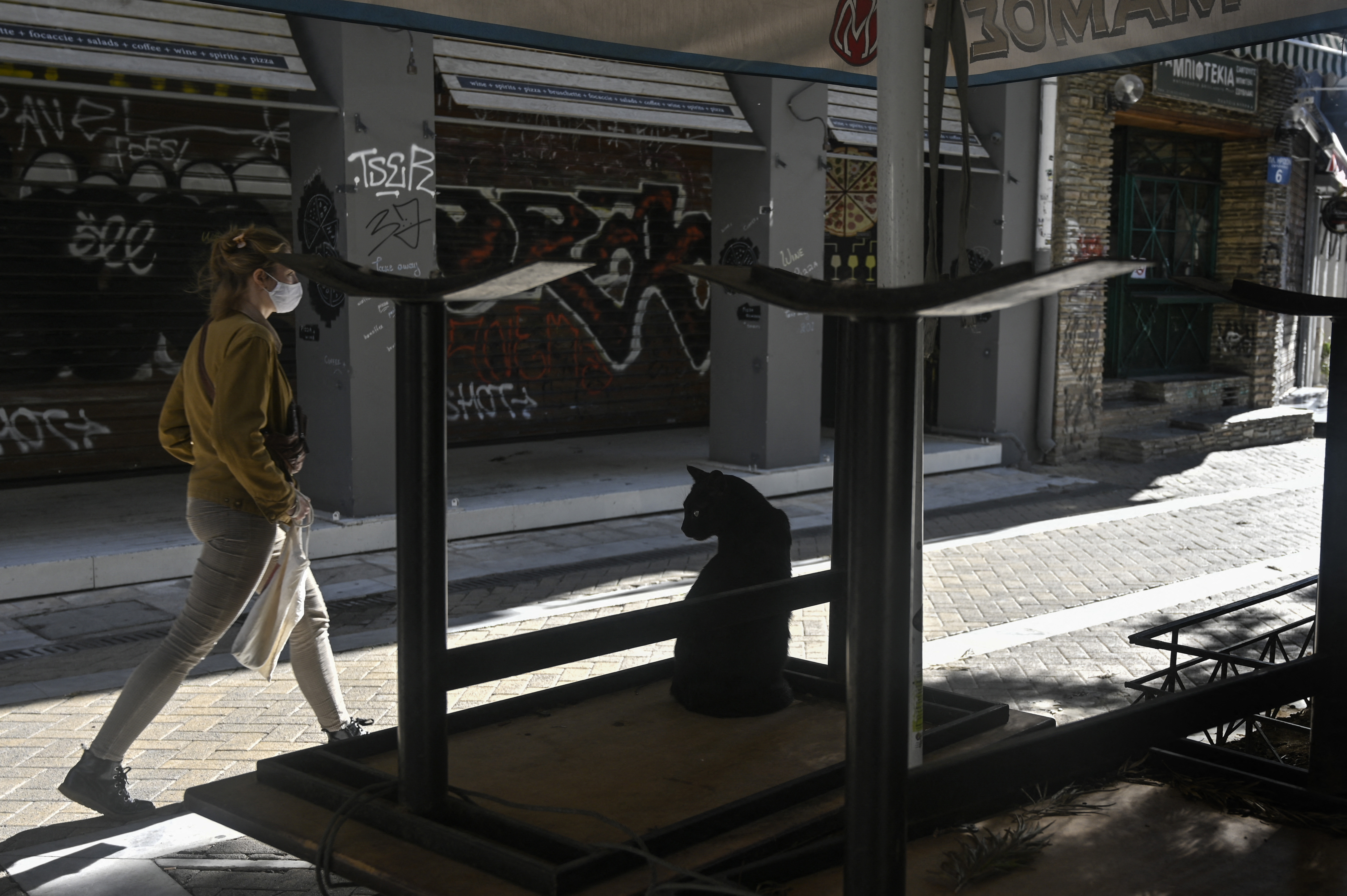 koronavirus, covid-19, mačka