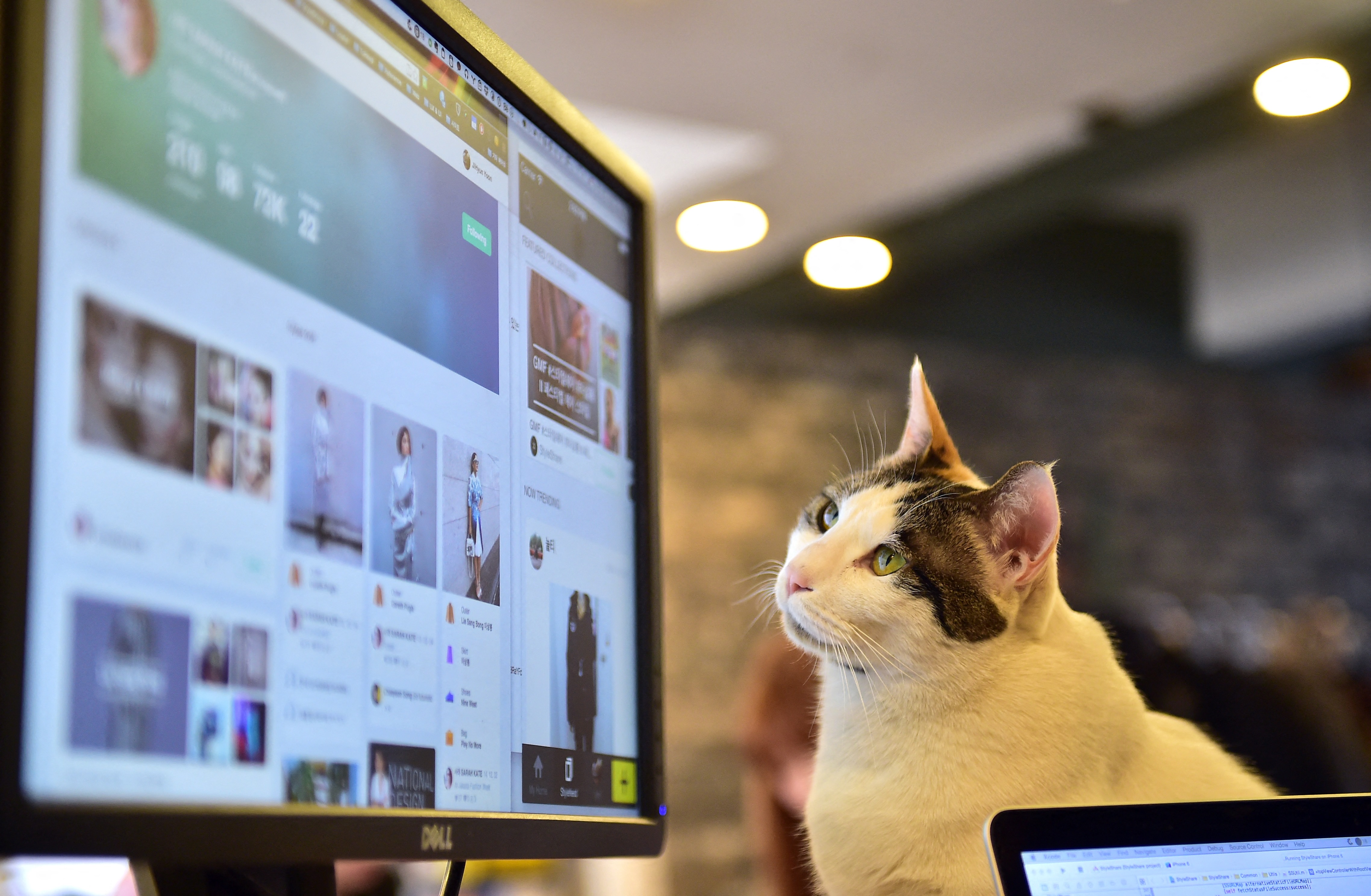 pinterest, društvene mreže, mačka