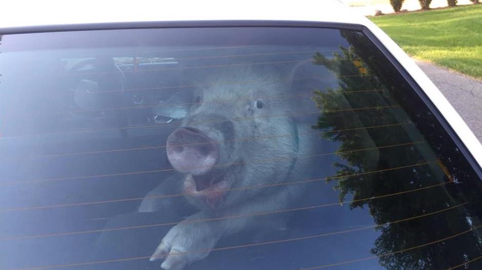 10672102_692772574183414_7228167793357004761_n