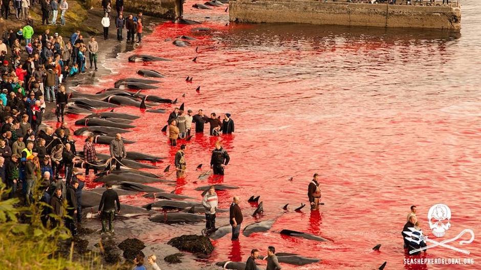 11741298_10153505694988259_5291193567820403885_o