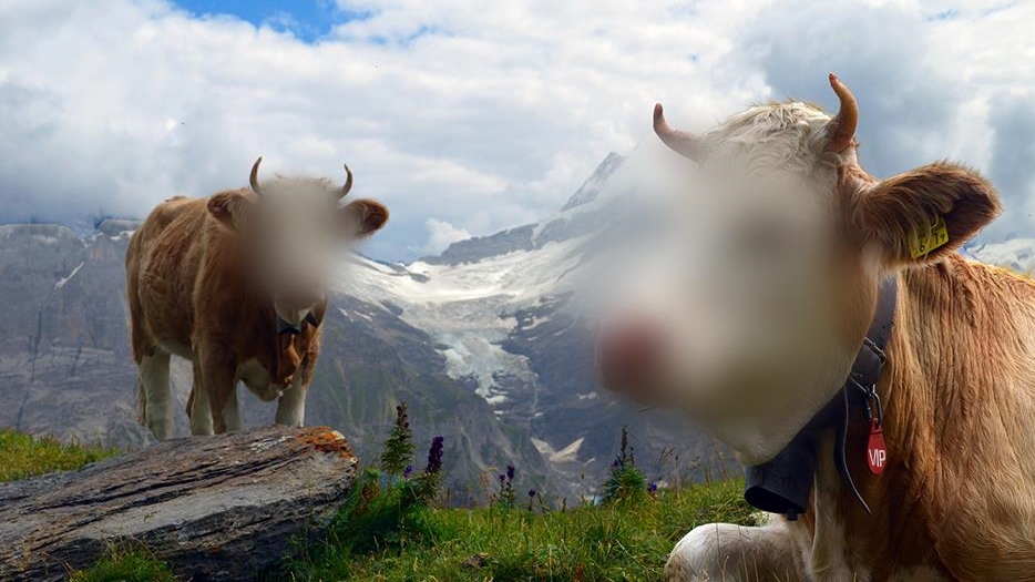 14398154_10210172761333195_695975314_n