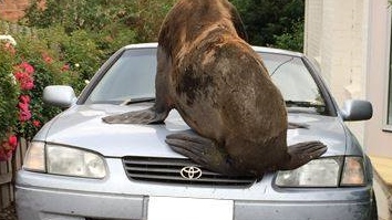 15726217_1268132833266614_328499884485166893_n