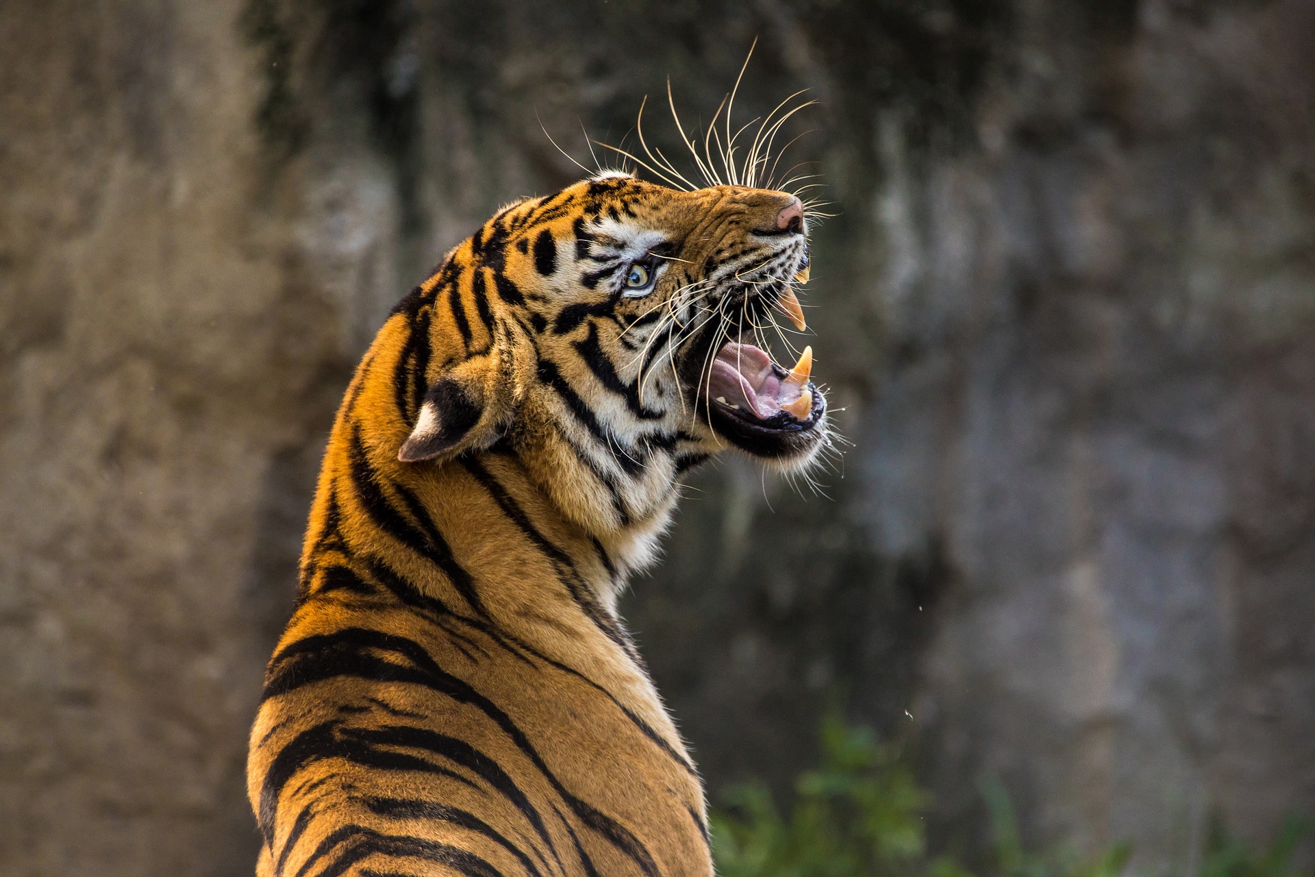 tiger, tigar,