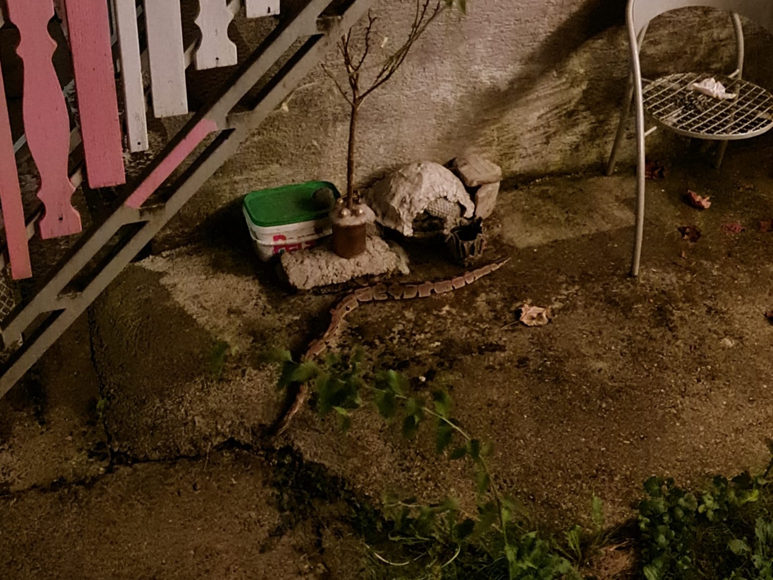 kraljevski piton trnava