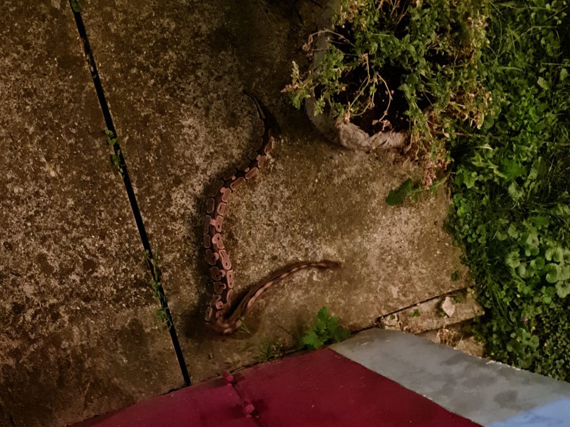 kraljevski piton trnava