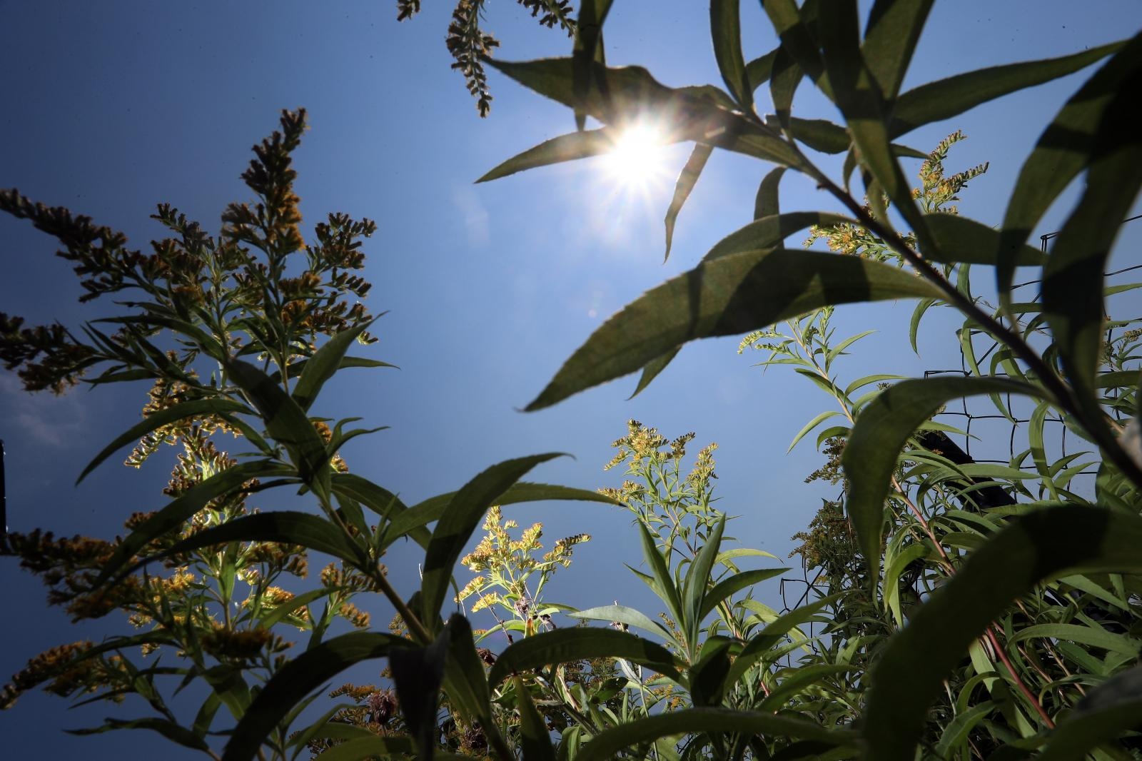 Ambrozija u cvatu, ambrozija, korov, alergija, alergije,