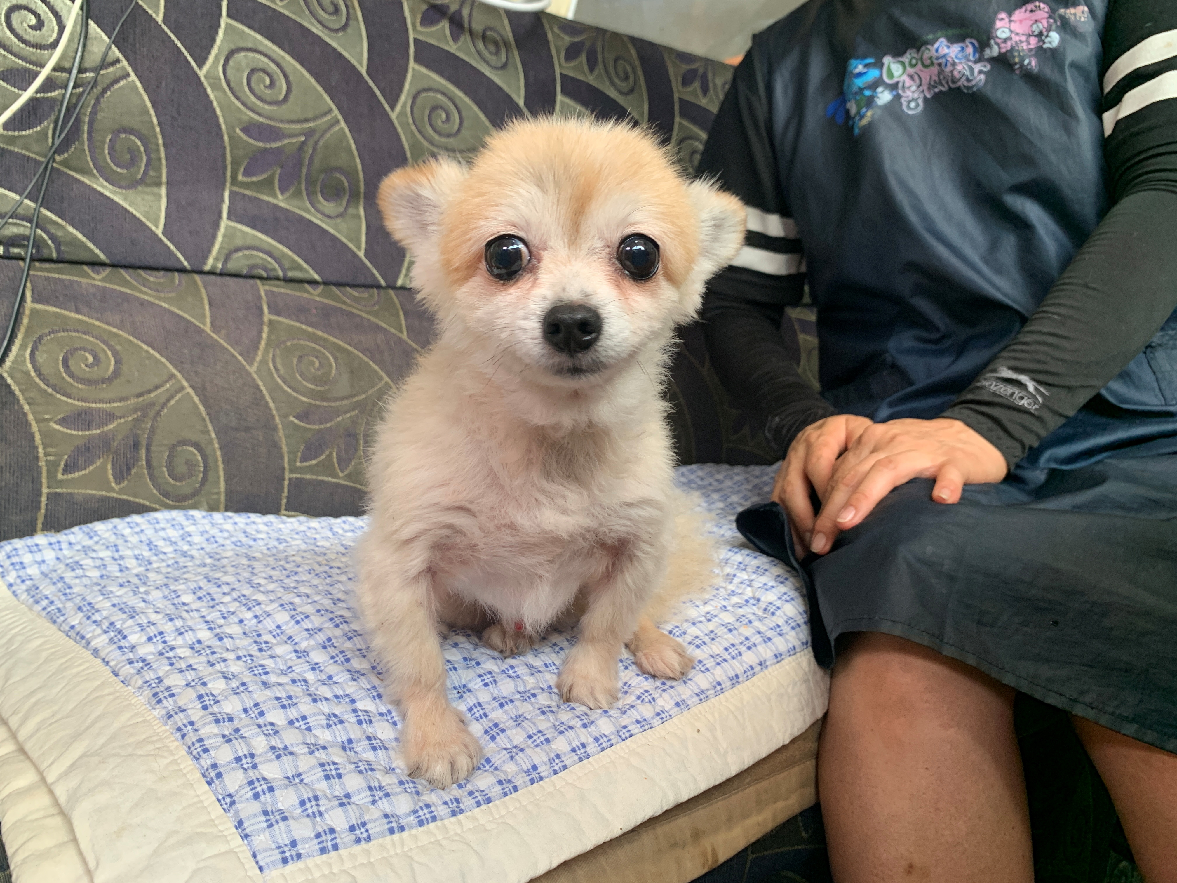 pas, pomeranac, kućni ljubimac