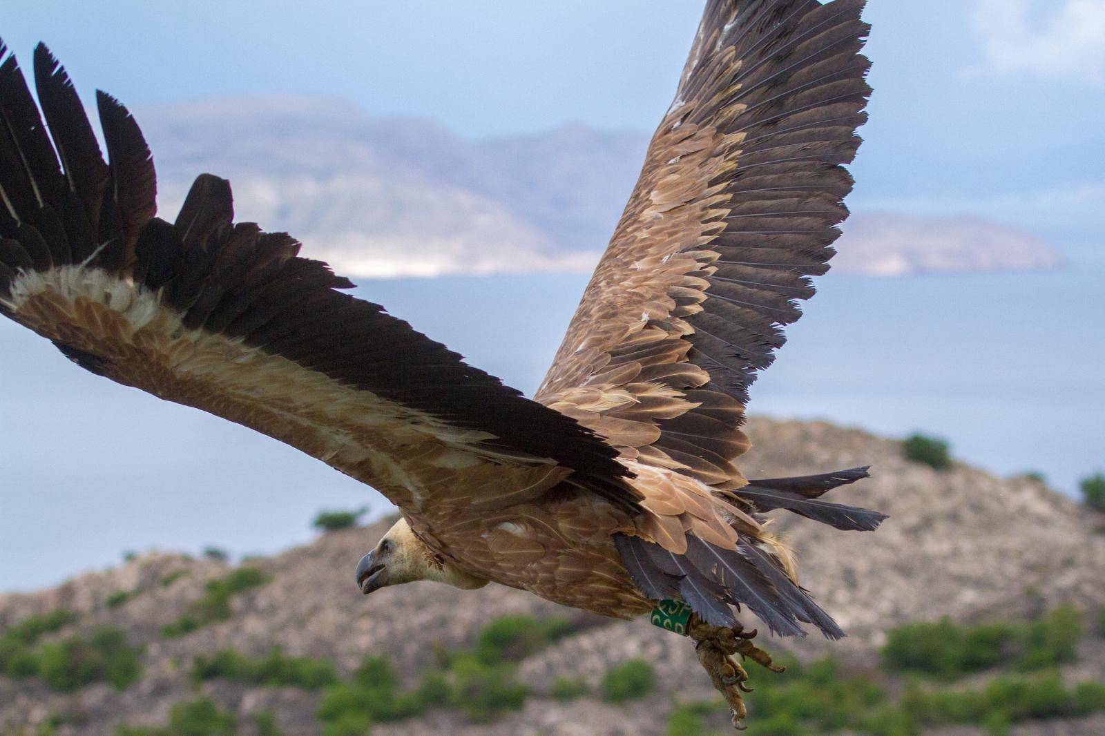 bjeloglavi sup, grabežljivac
