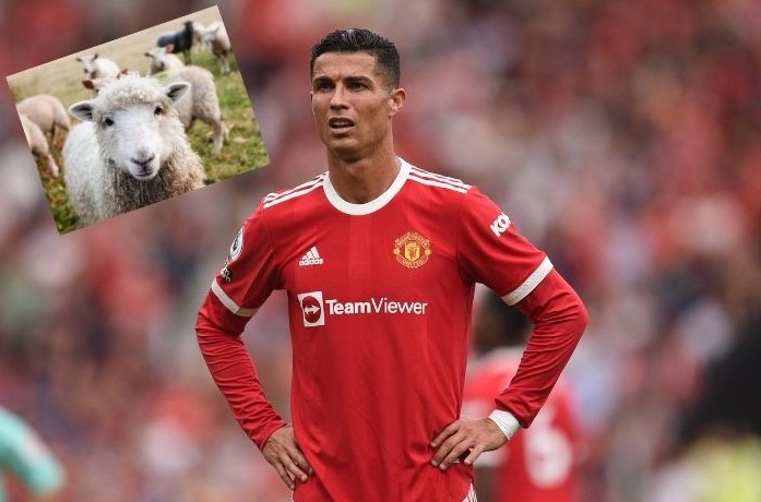 ronaldo i ovca