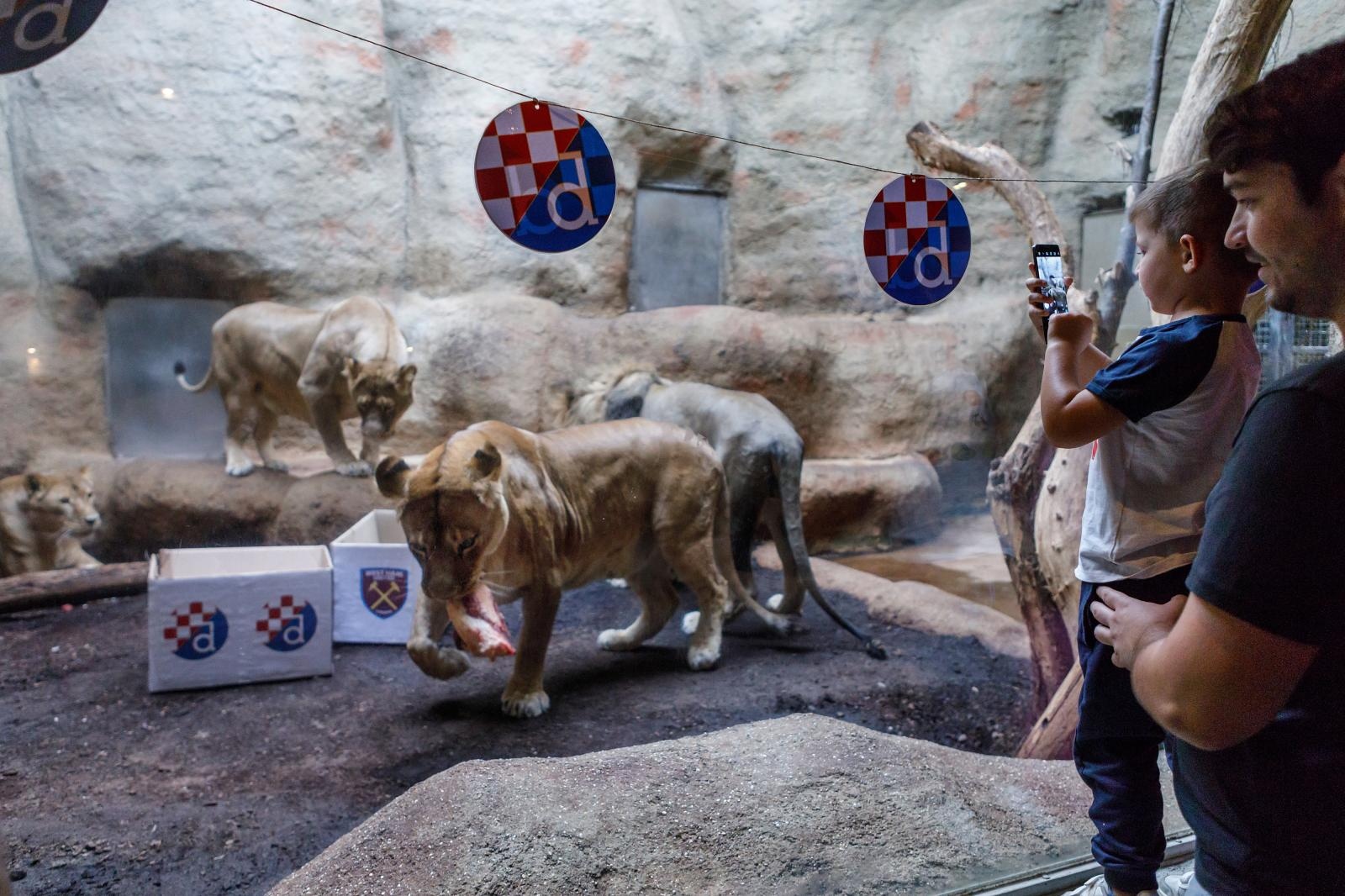 Lavovi, ZOO Zagreb, zoološki vrt, Dinamo, West Ham