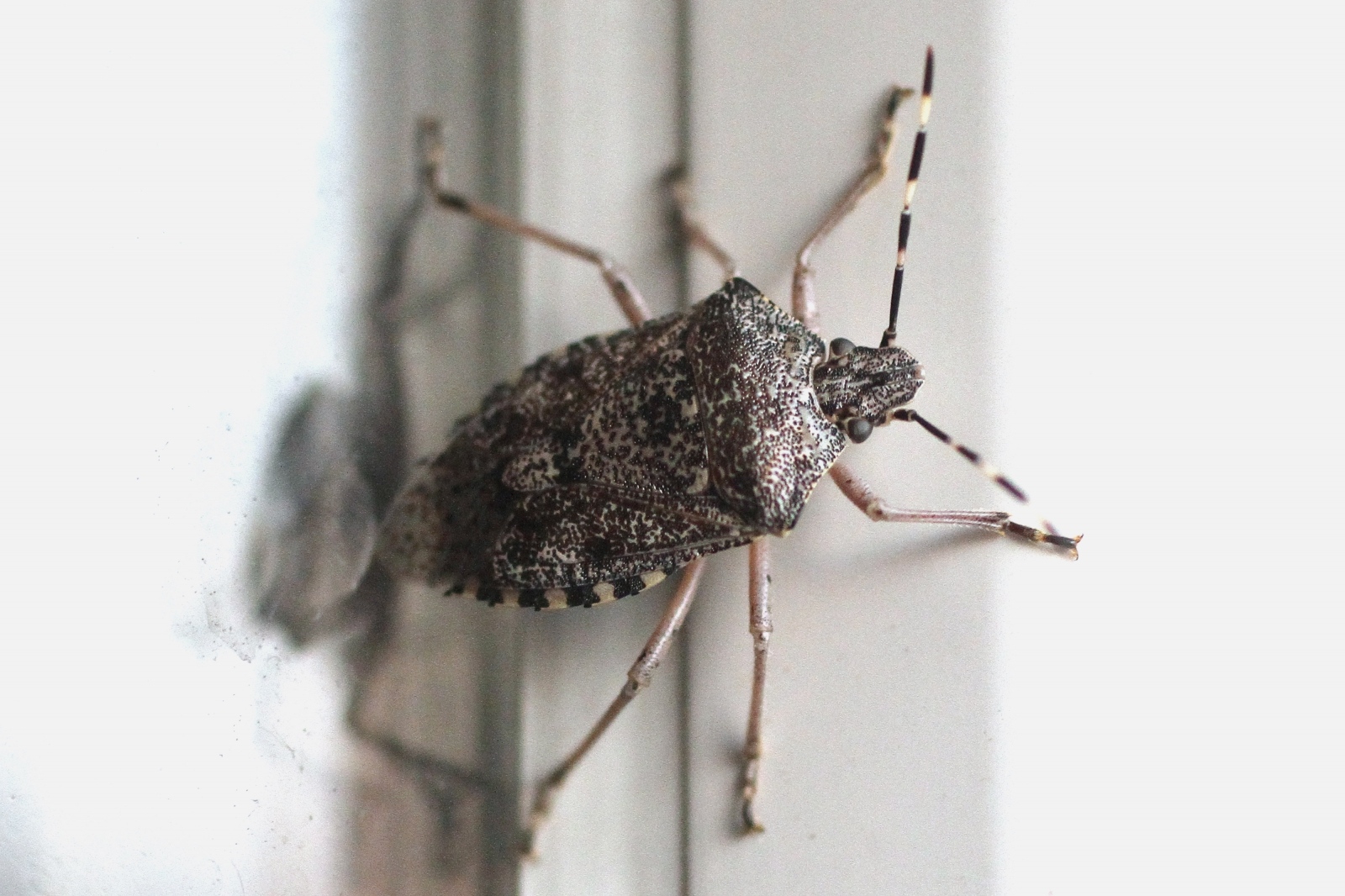 Halyomorpha halys, alohtona vrsta smrdljivog martina