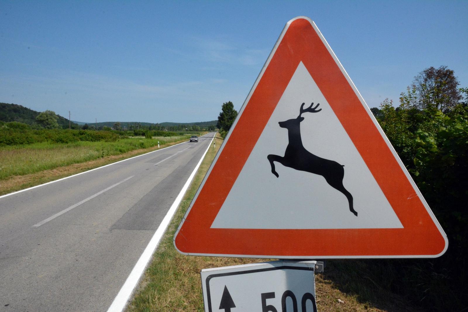 Prometni znak "divljač na cesti", opasnost, cesta, oprez životinje na cesti