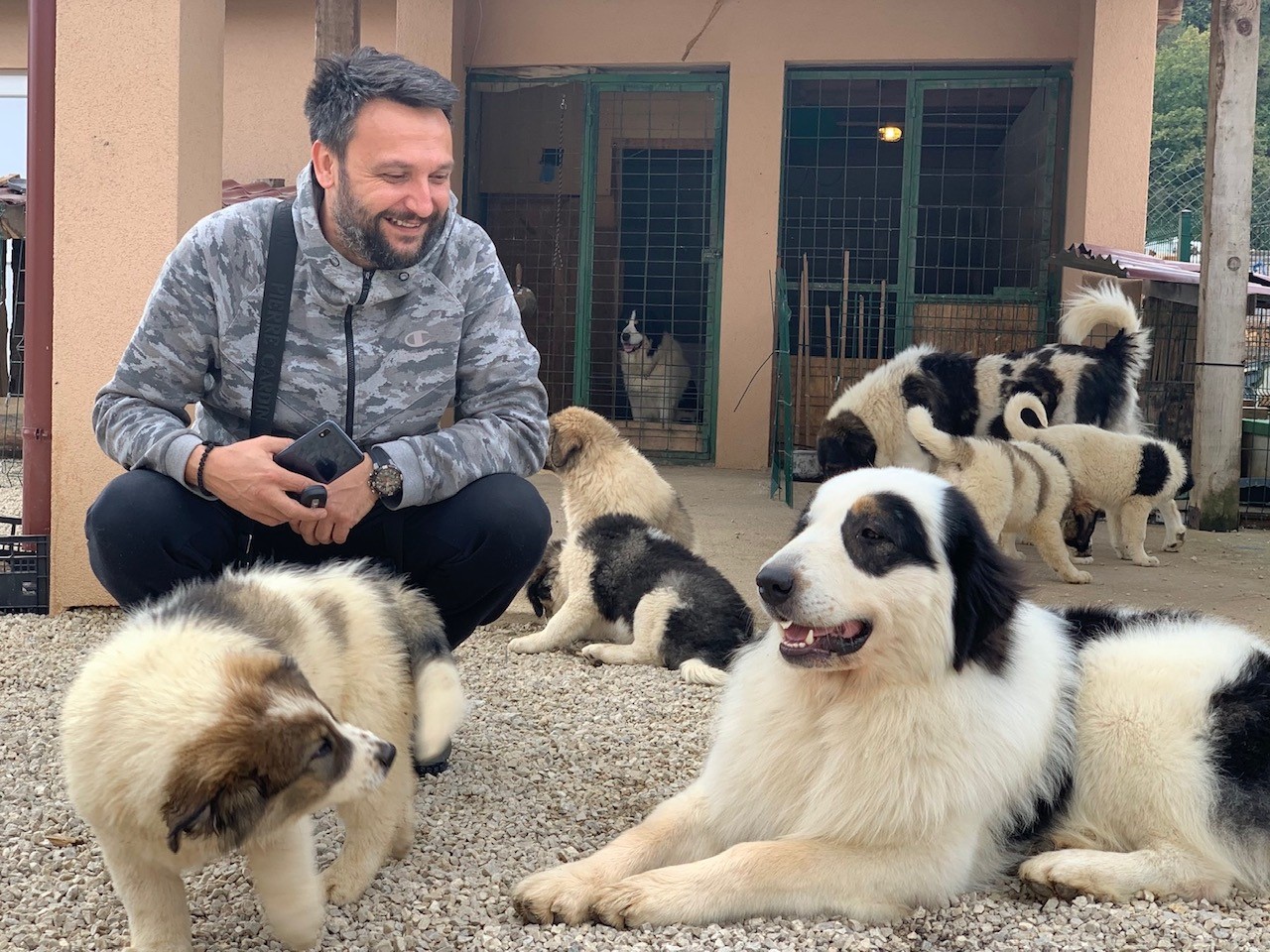 tornjak sevdah, pas, psi, kućni ljubimci