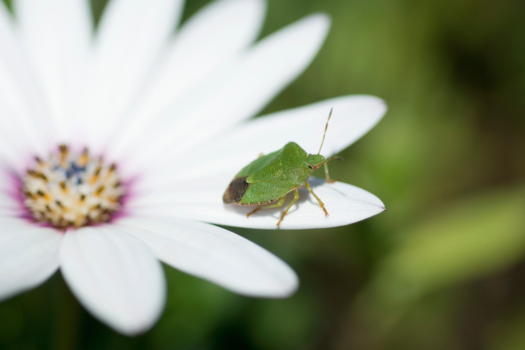 Green stink bug on flower