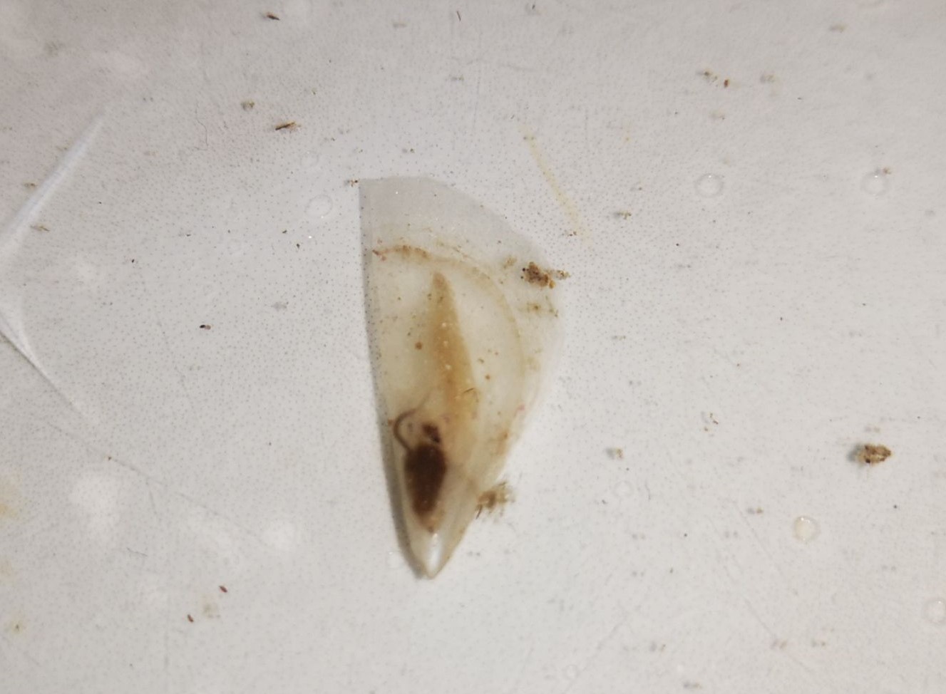 Luce 1 (foto Aquarium Pula)