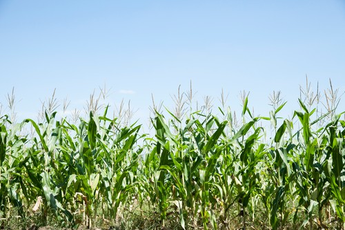 Cornfield