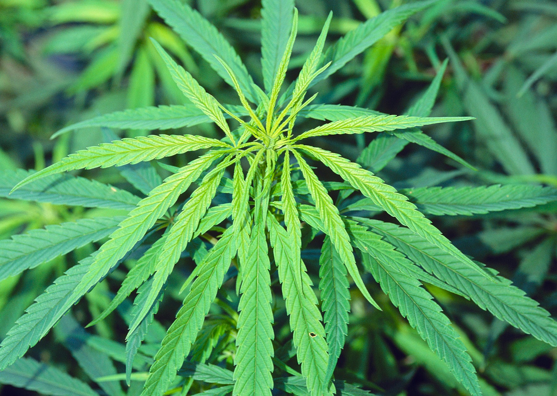 Marijuana plant, Cannabis sativa