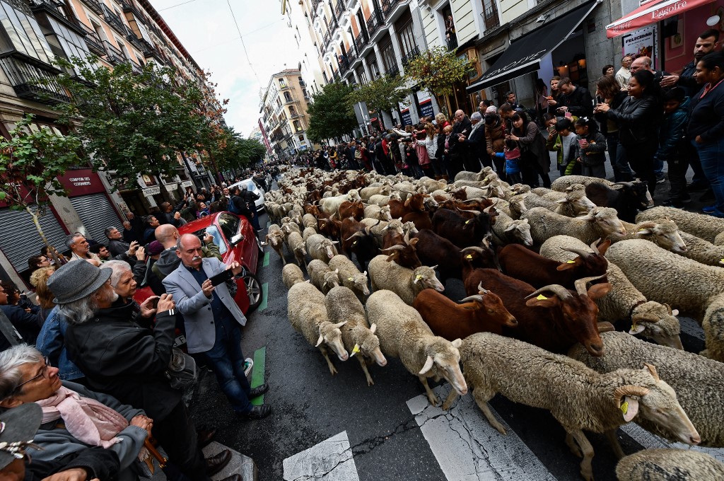 madrid, ovce