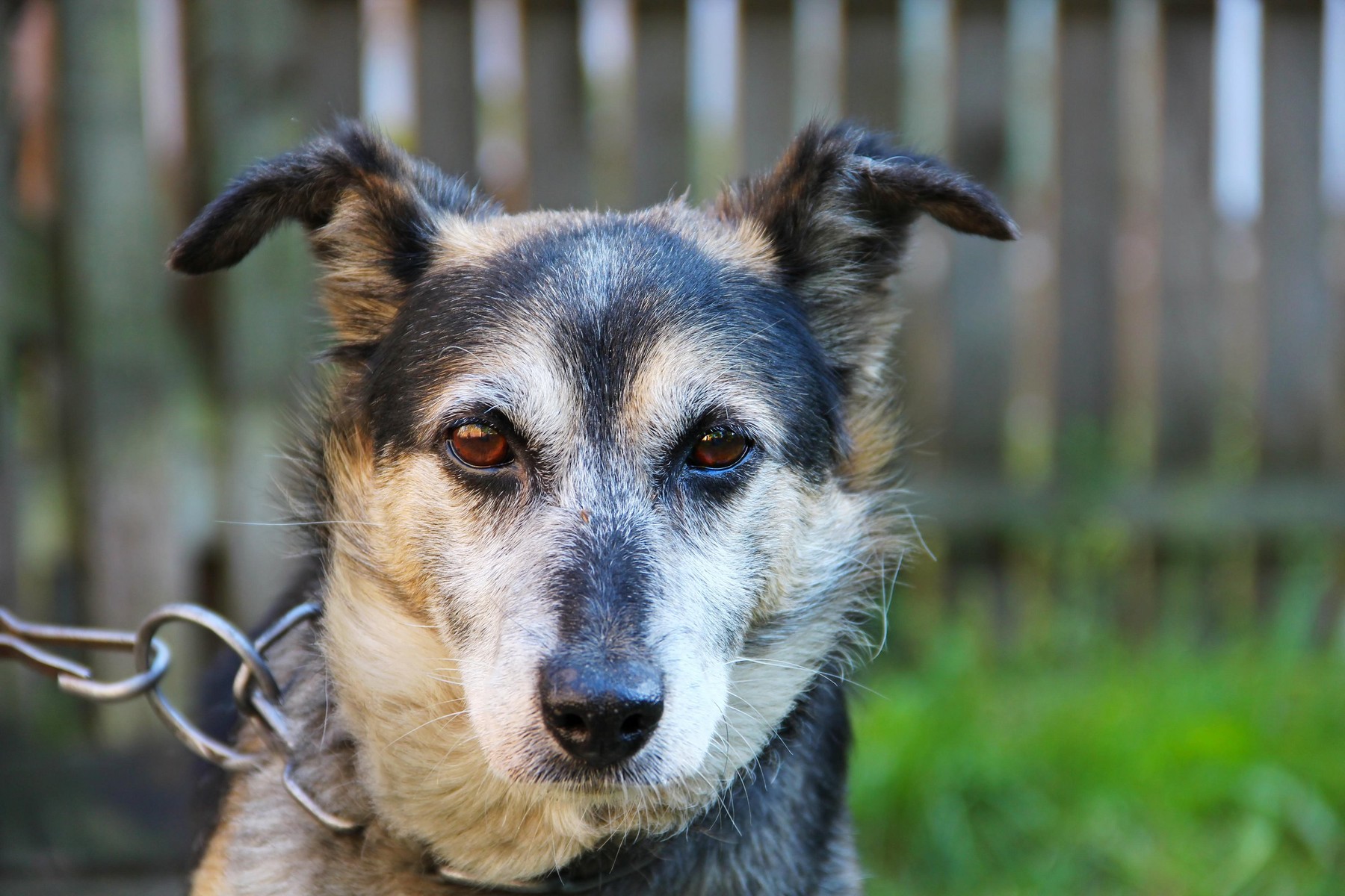 Dog on the chain portrait