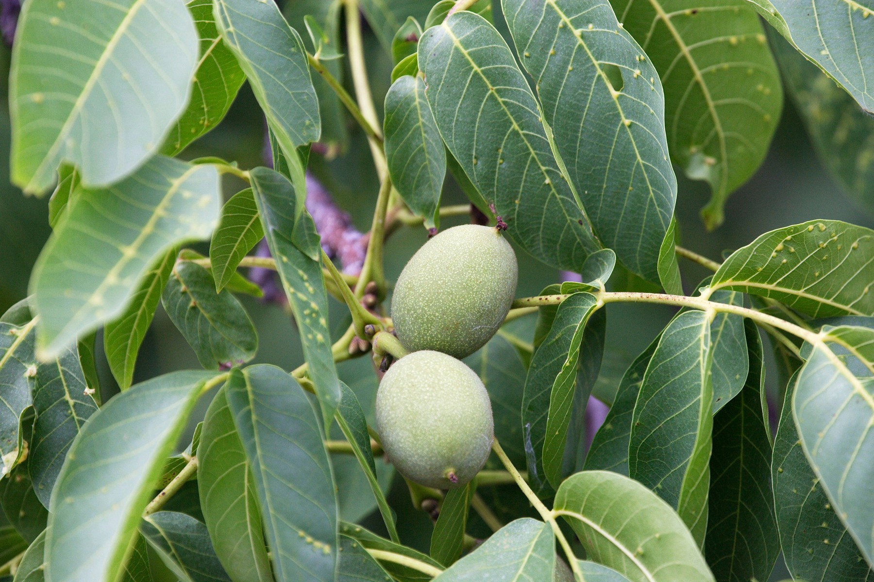 Walnut tree - fruit (Juglans regia)