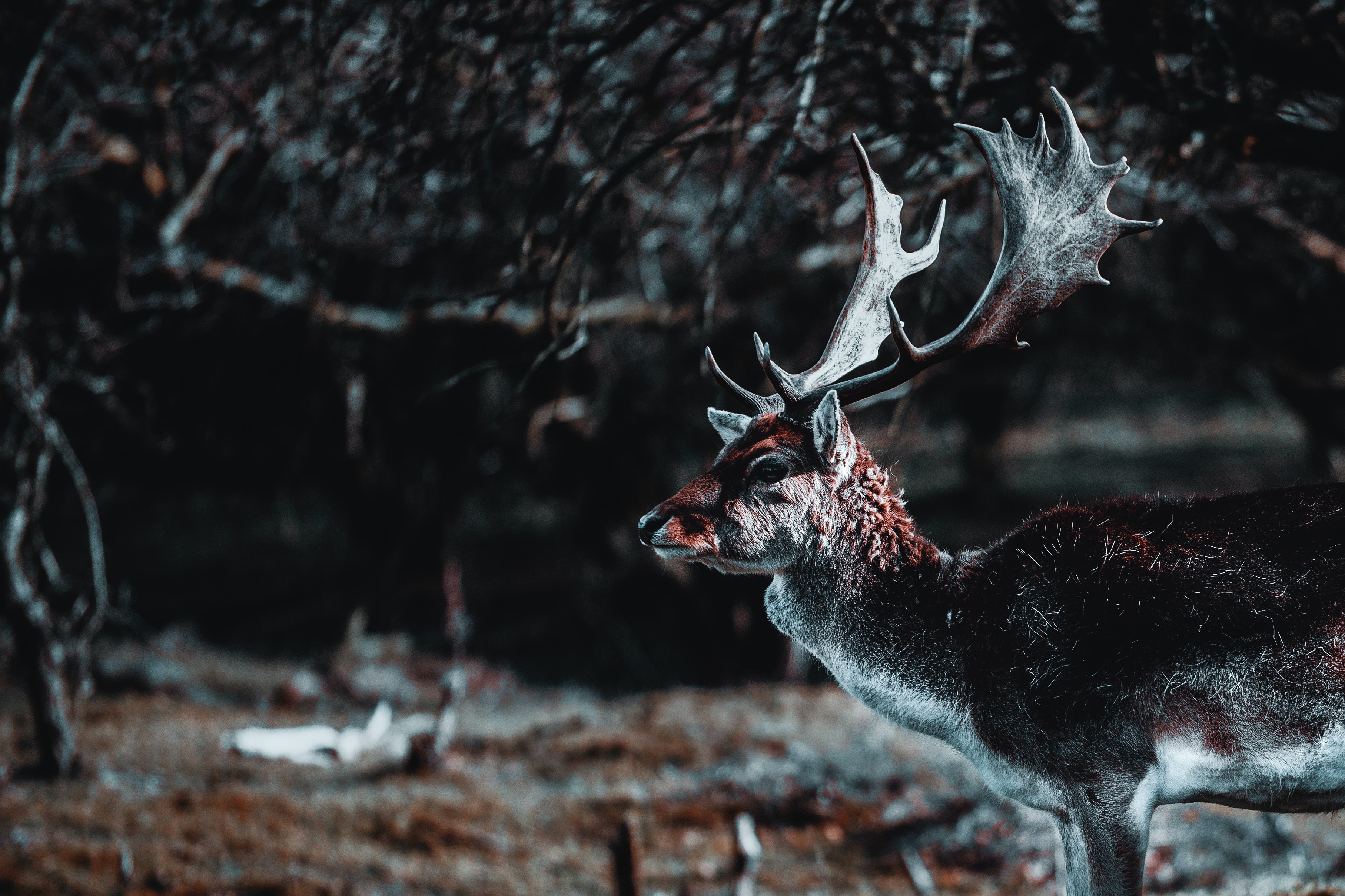 jelen, šuma, divljač, divlja životinja