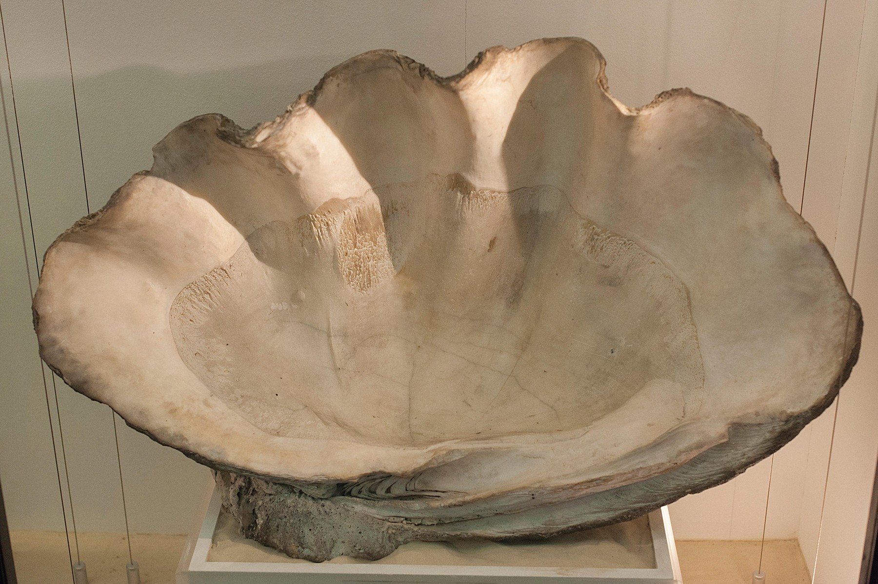 Shell of Tridacna gigas, Mollusca Bivalvia, Natural History Museum, London, UK