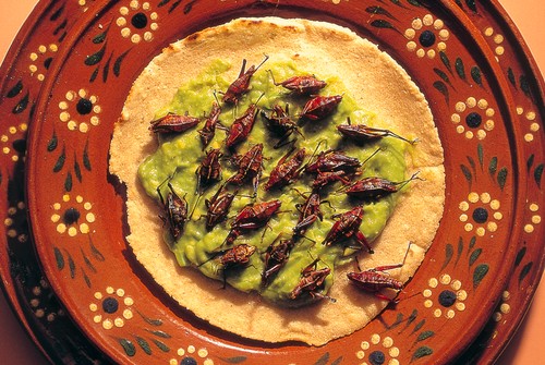 Roasted grasshoppers and avocado on tortilla