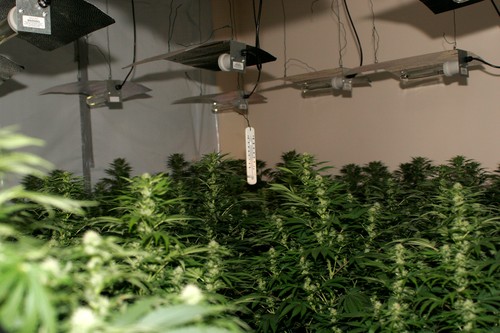 Marijuana grown under heat lights in residential home, discovered during drugs bust.