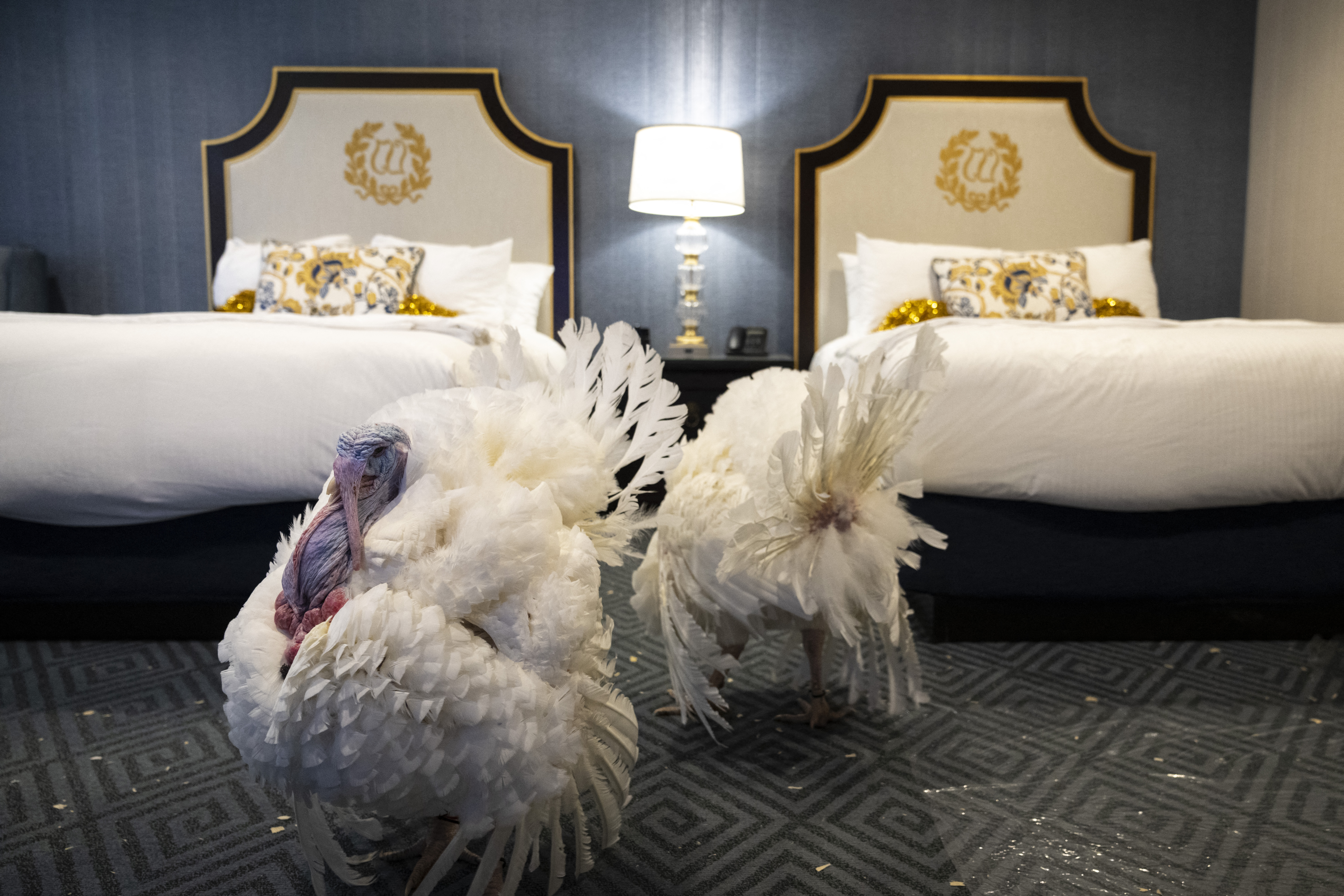 National Turkey Federation Introduces Birds To Be Pardoned By President Biden