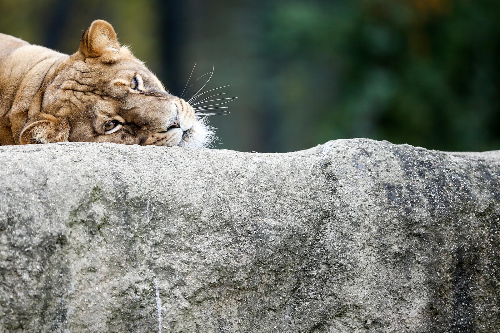 Životinje u zagrebačkom Zoološkom vrtu