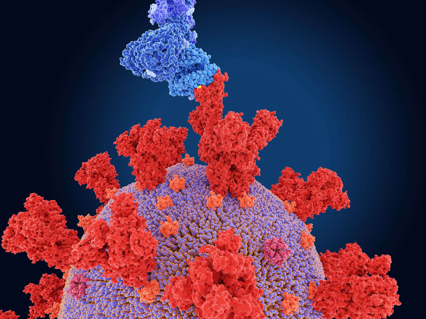 Covid-19 variant B.1.531, illustration