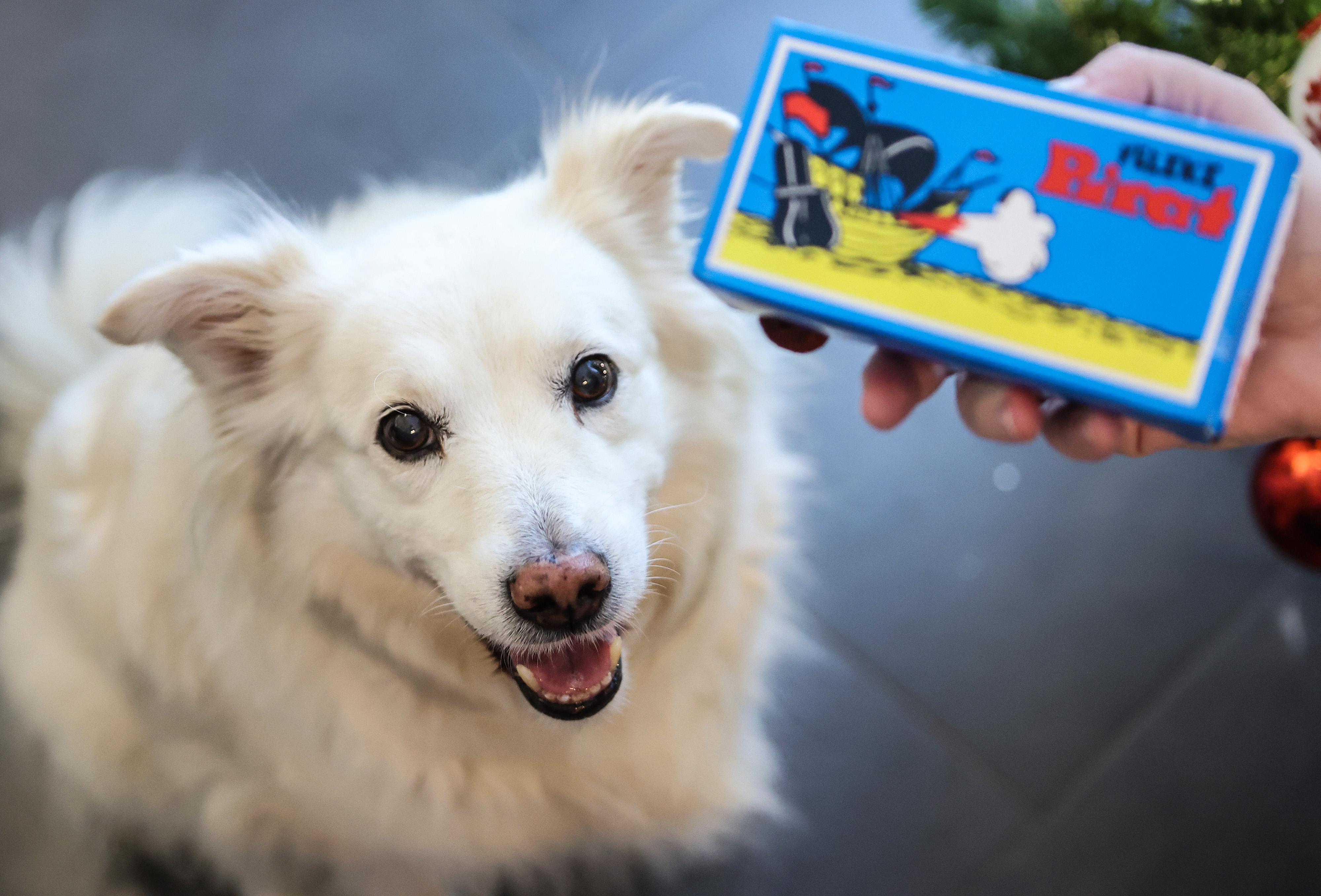 pirotehnika, kućni ljubimci, petarde