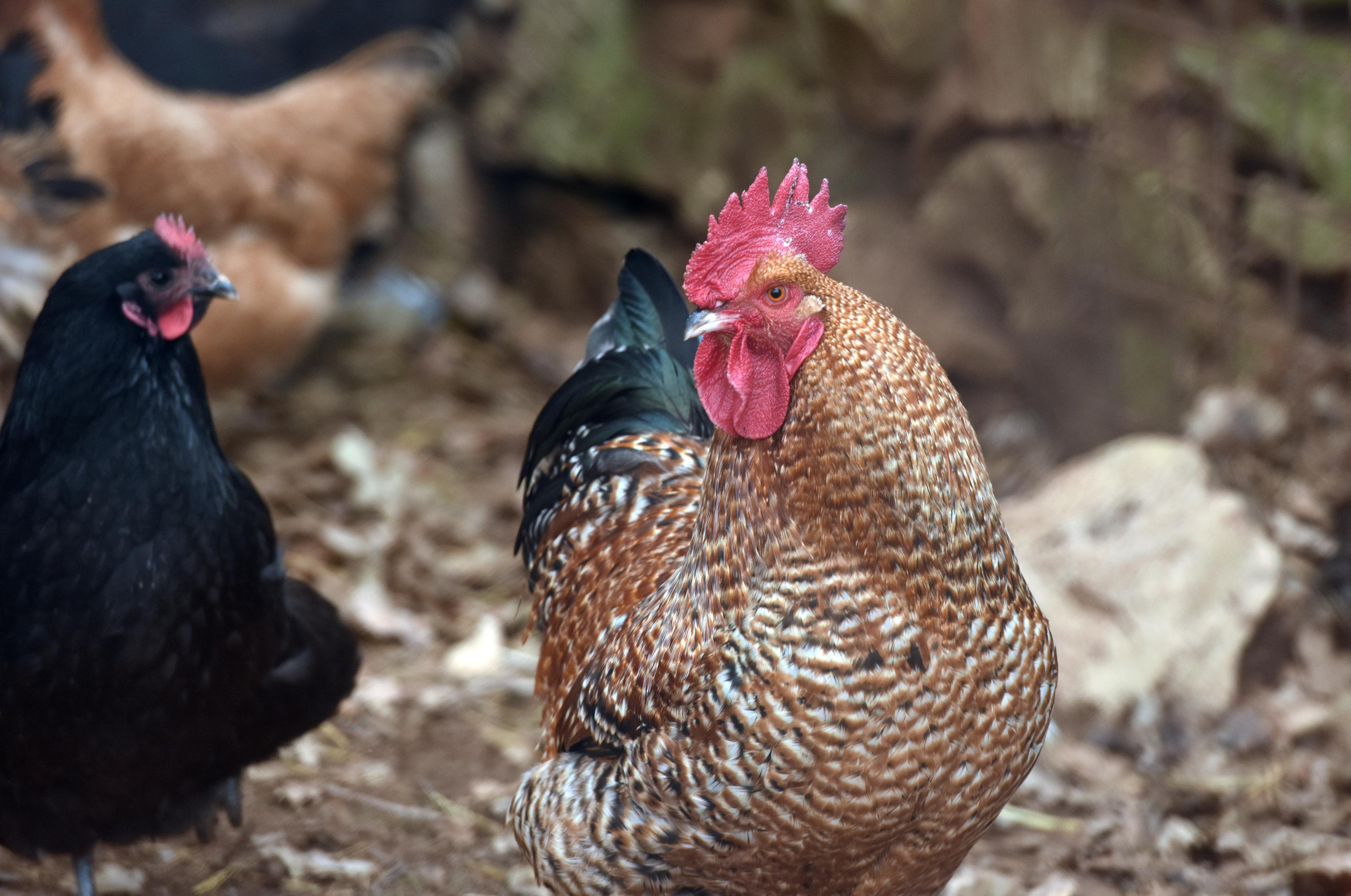 ptičja gripa, kokoške, pijetao