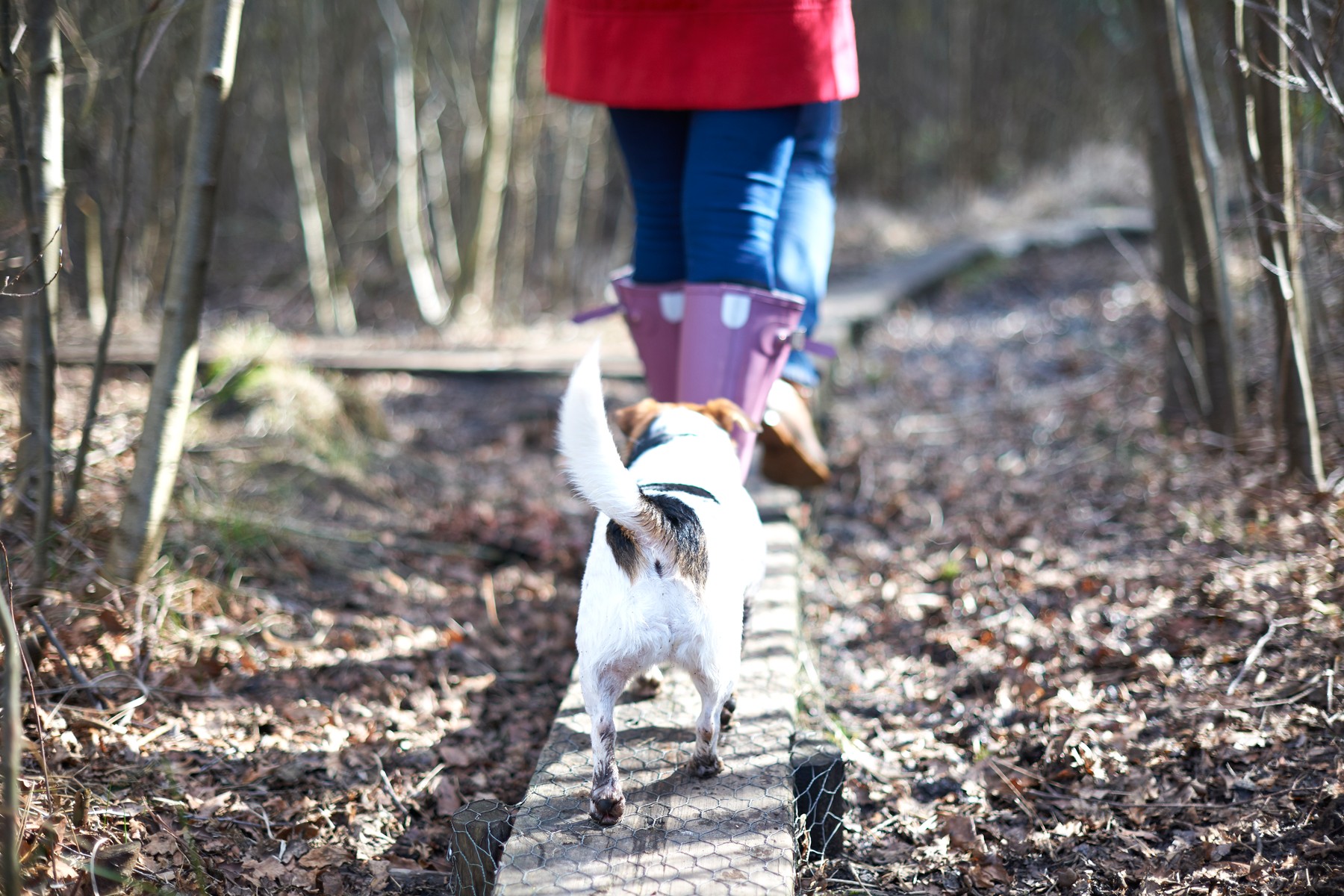 Cute dog following owners hiking on plank in autumn woods
