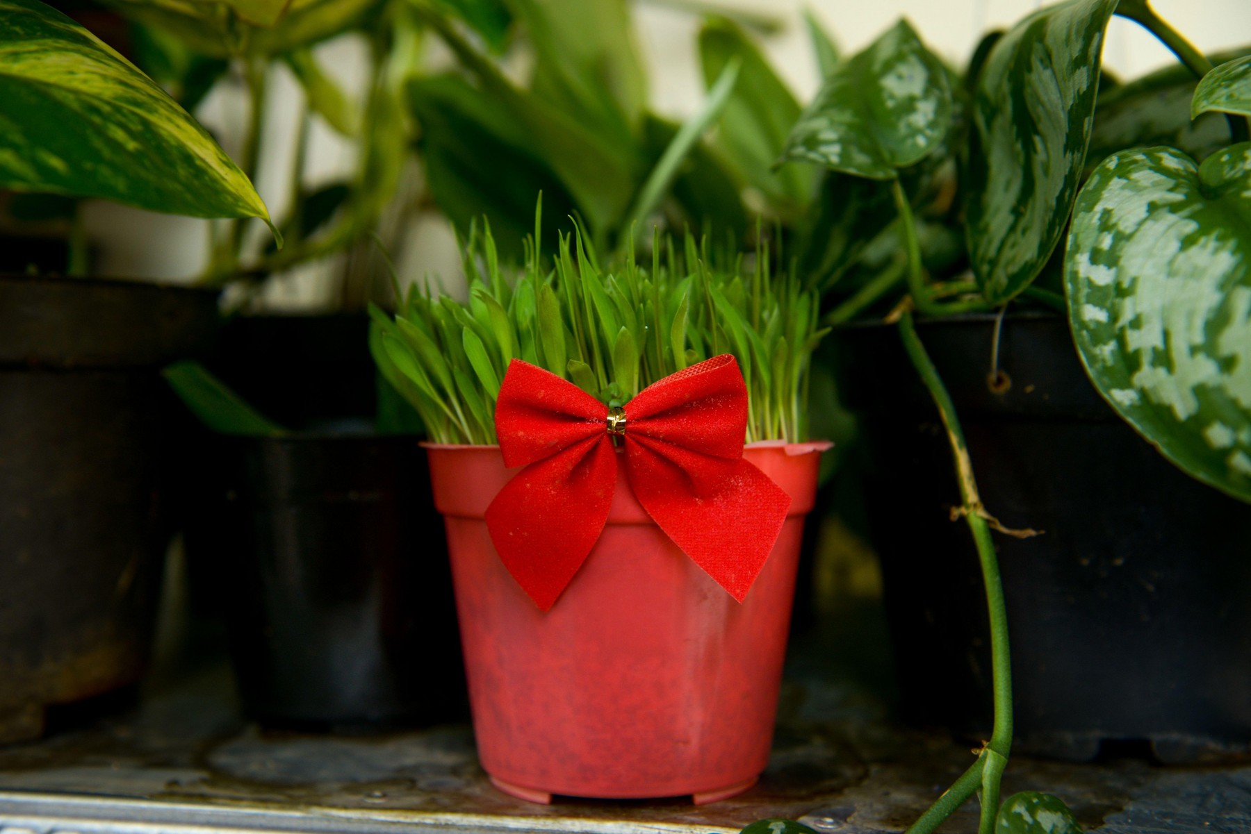 Green Christmas wheat in a pot with a red tie on the garden
