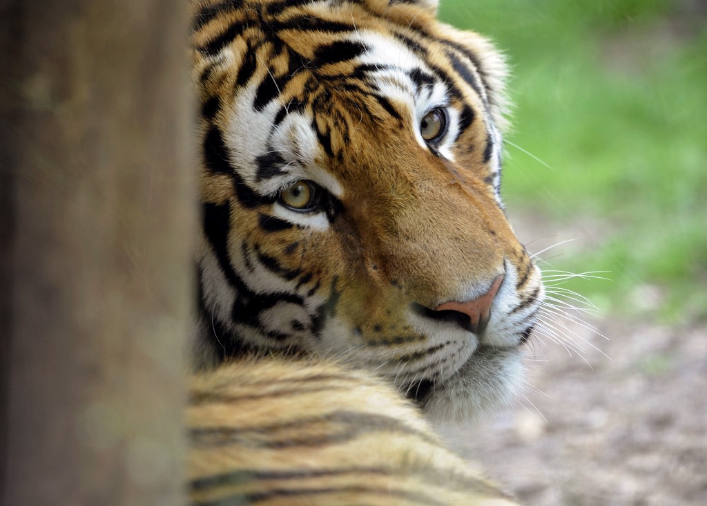 tigar, sibirski tigar, amurski tigar