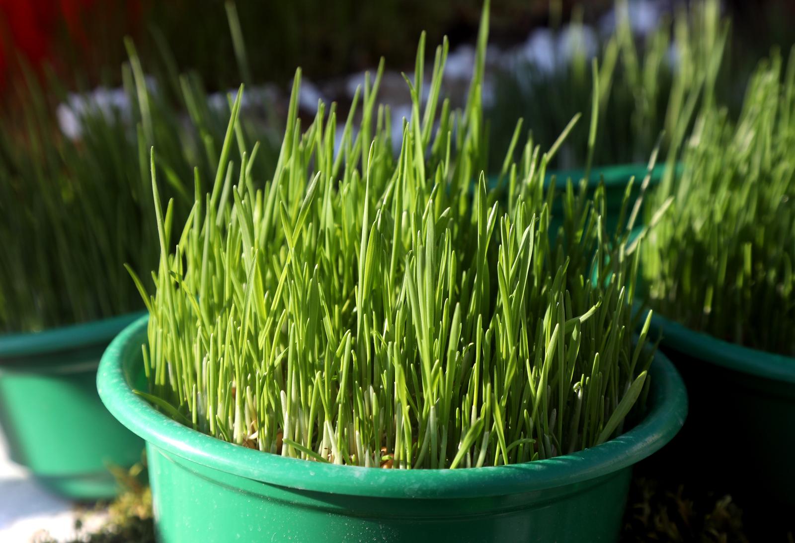 Šibenik: Ponuda božićne pšenice i mahovine za izradu jaslice