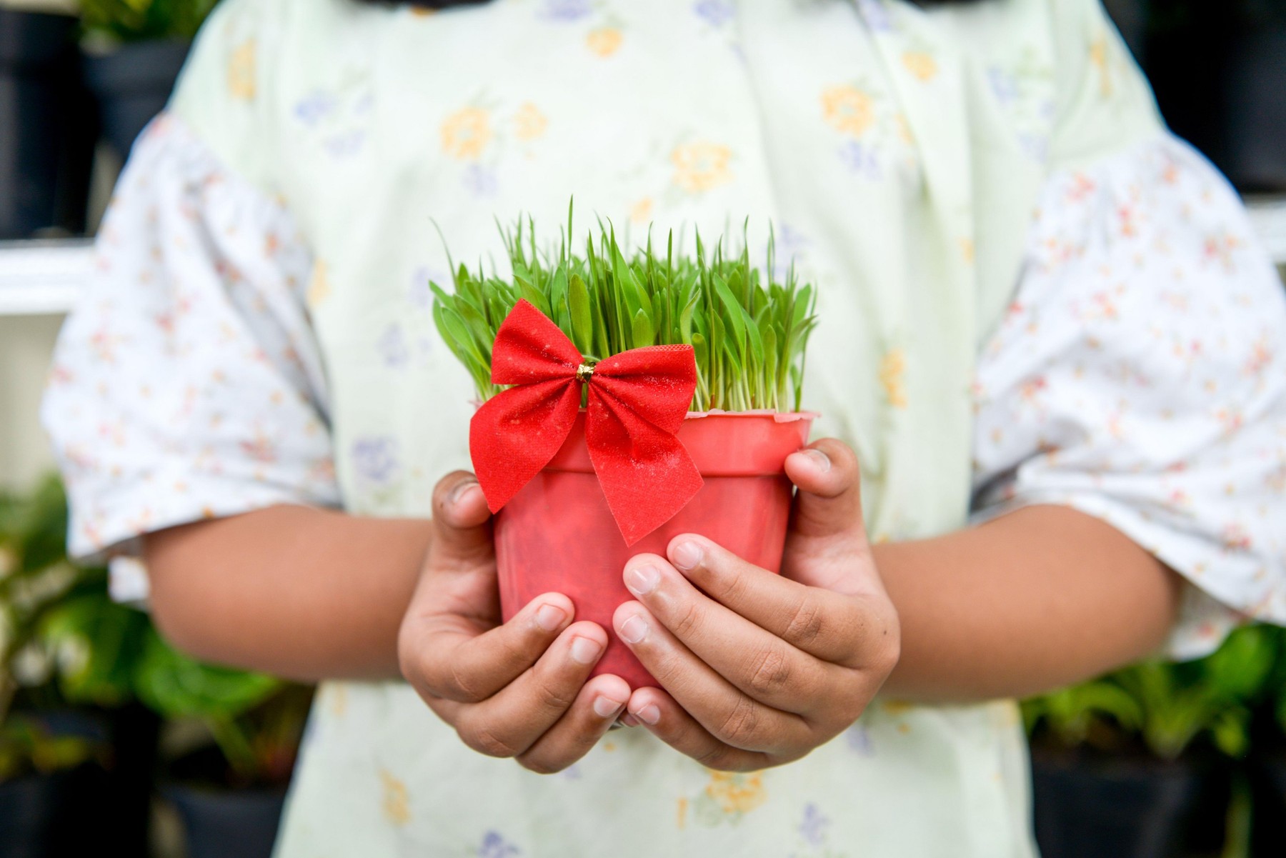 Girl holding green Christmas wheat in a pot with a red tie on the garden