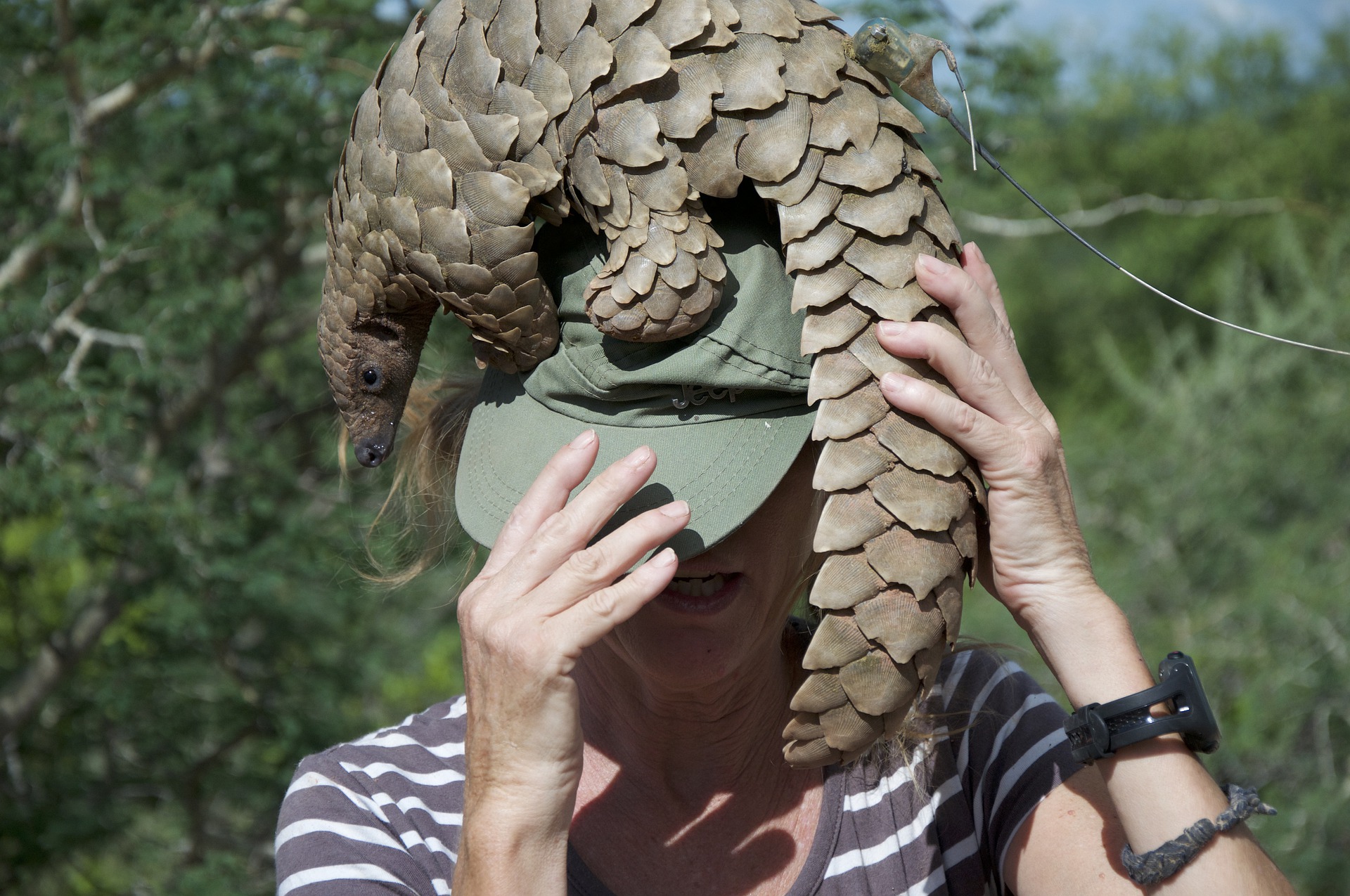 pangolin, ljuskavac