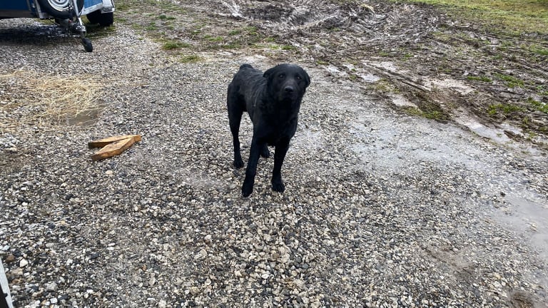 N1 / Elvir Mešanović