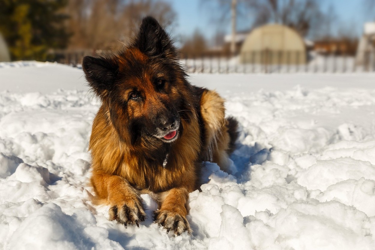 german shepherd dog, the dog lies in the snow and looks at the owner