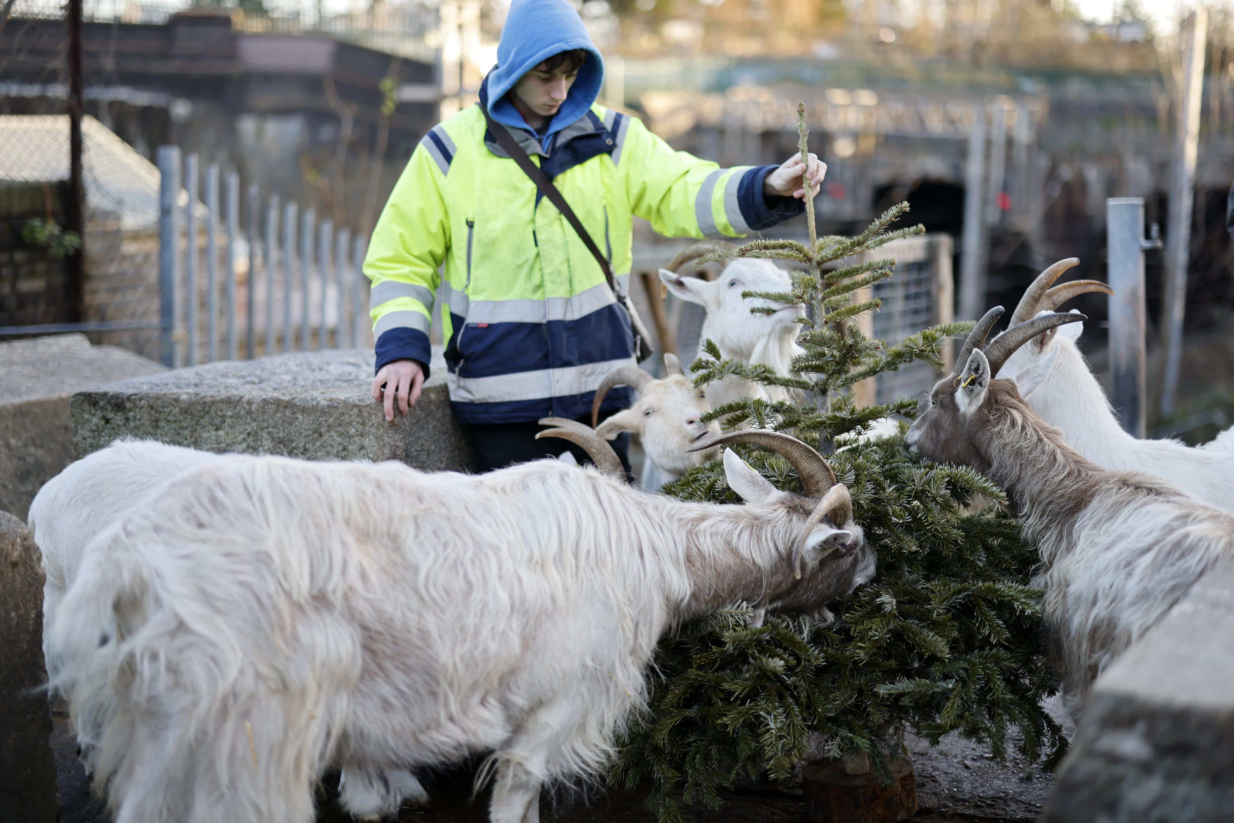 BRITAIN-ENVIRONMENT-CHRISTMAS