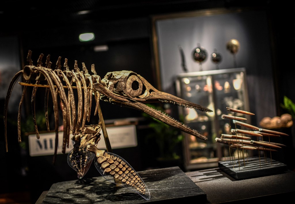 dinosaur, skelet dinosaura, ihtiosaur