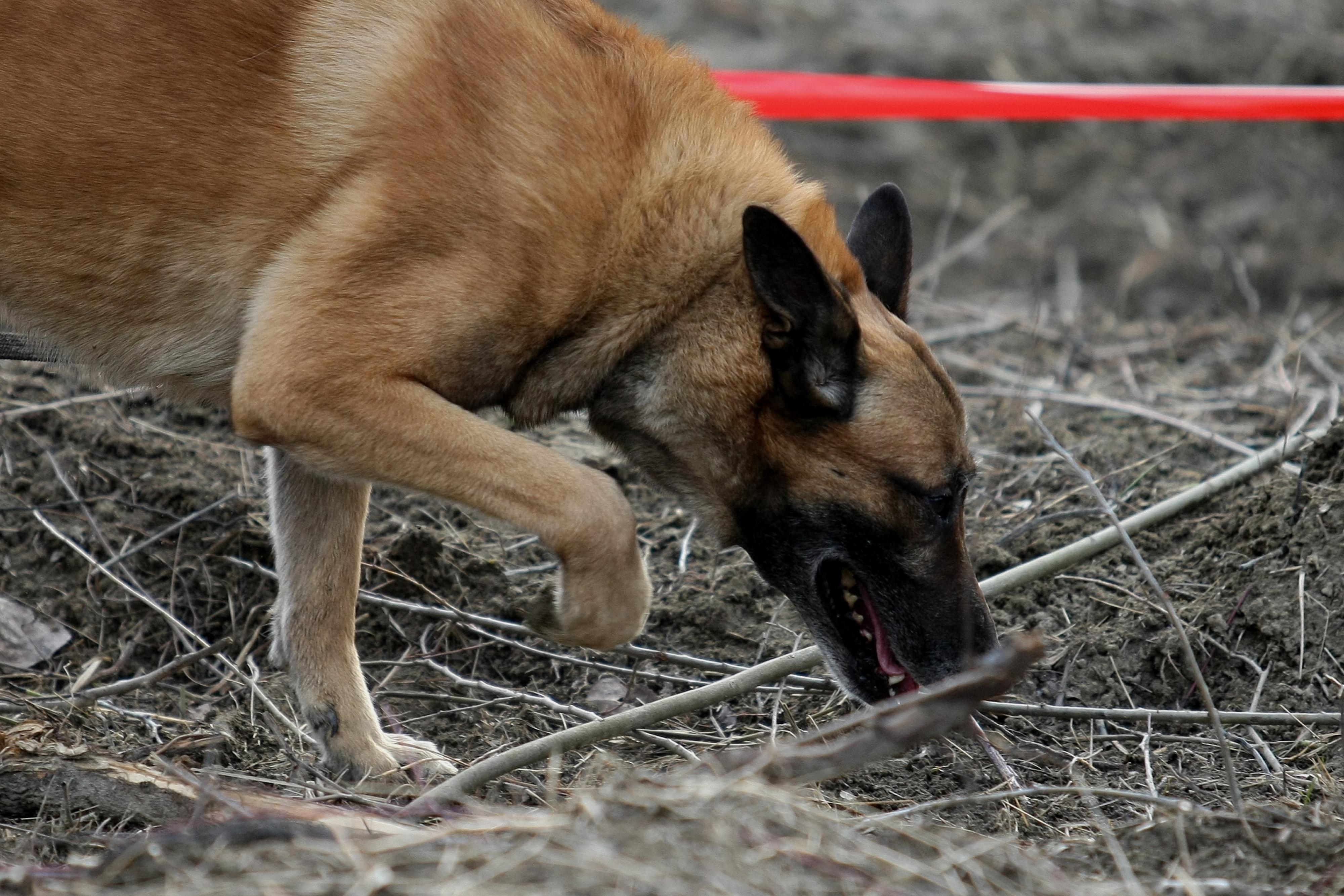 psi tragač, potražni psi, belgijski ovčar