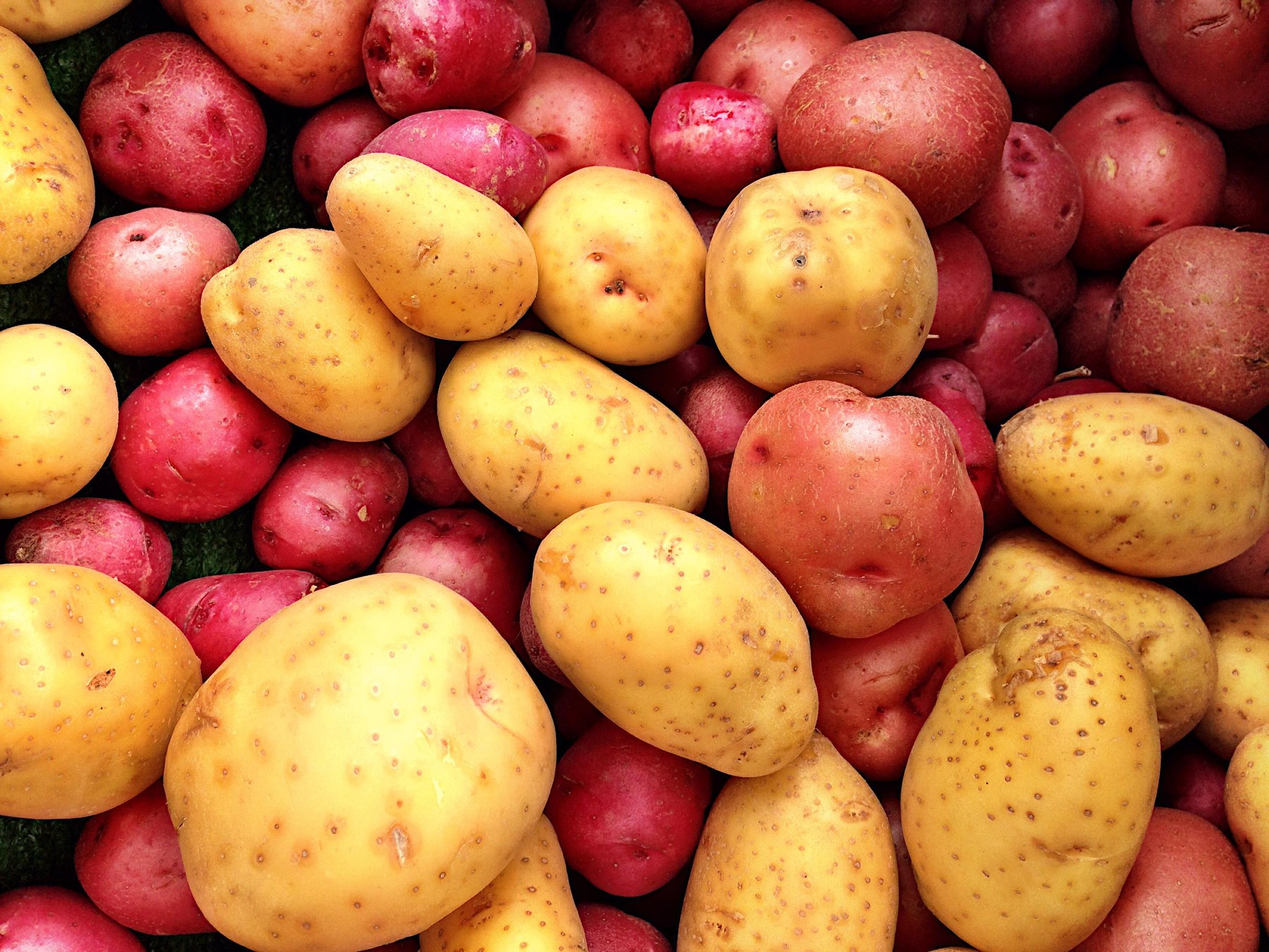 Red and white potatoes