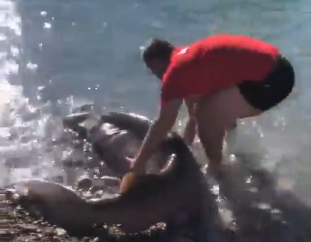 morski pas, ribari, crna gora