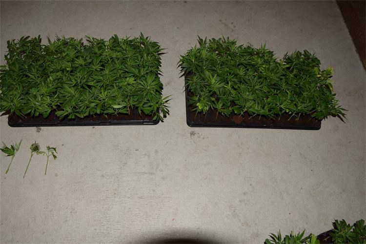 cannabis sativa, konoplja,