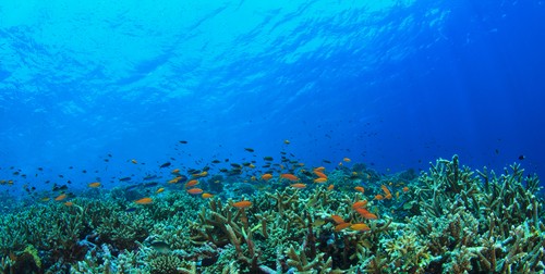 Fish swimming in coral reef