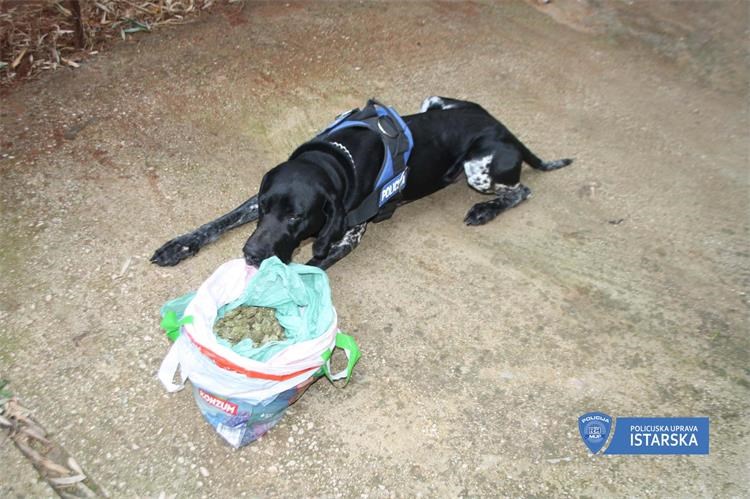 rovinja, marihuana, pas duks