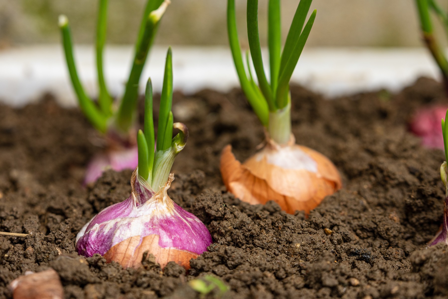 Growing up of Onions in the garden